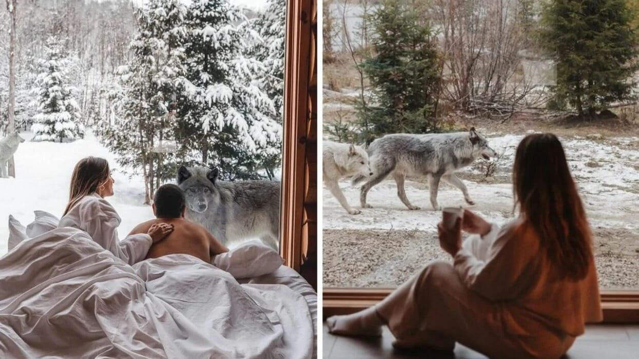 Duerme con osos y lobos en este impresionante hotel cerca de Montreal