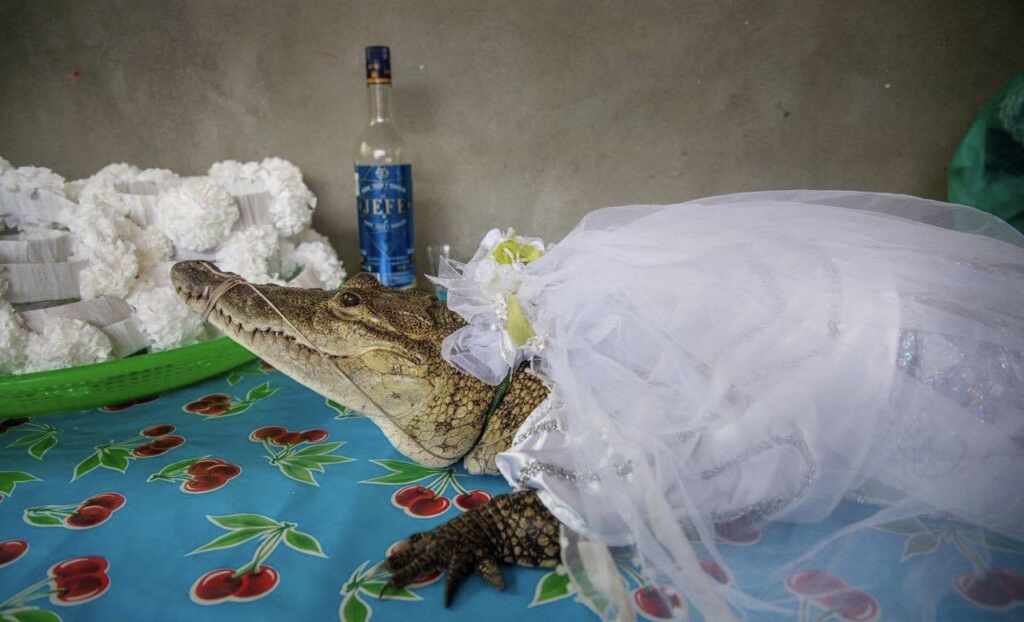 Alcalde se casa con cocodrilo en México