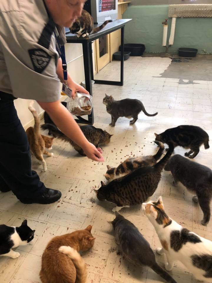 cárcel regala gatos adoptados a sus presos