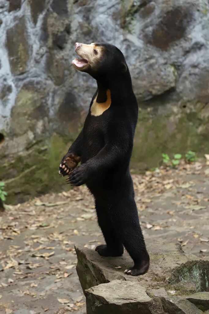 oso zoológico china humano disfrazado