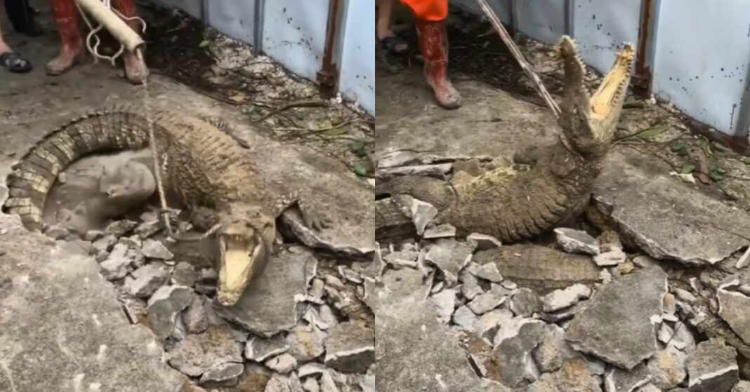 tres cocodrilos debajo del asfalto de una acera en indonesia