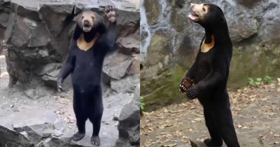 oso zoológico china humano disfrazado