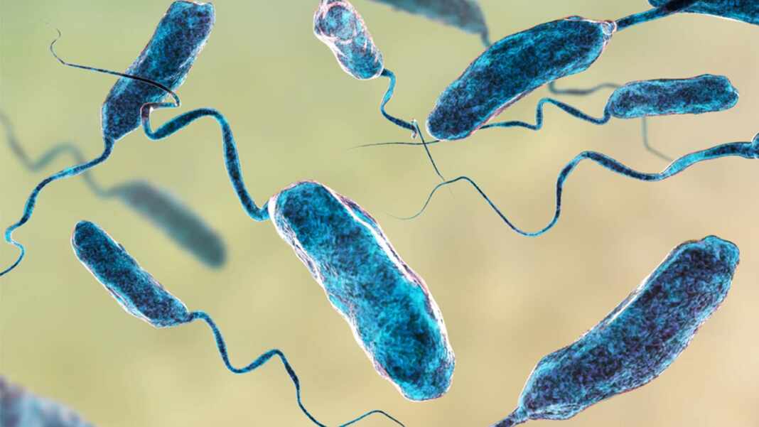 vibriosis bacteria carnívora muertes estados unidos