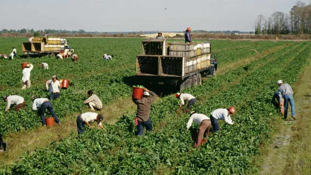 crisis en florida por falta de mano de obra inmigrantes