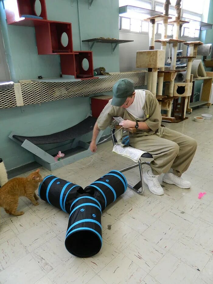 cárcel regala gatos adoptados a sus presos