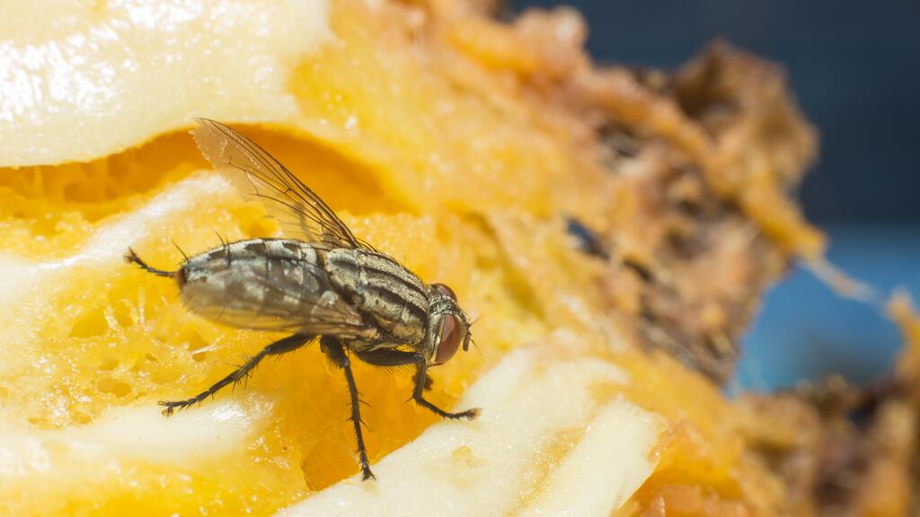 mosca de fruta tau cuarentena california