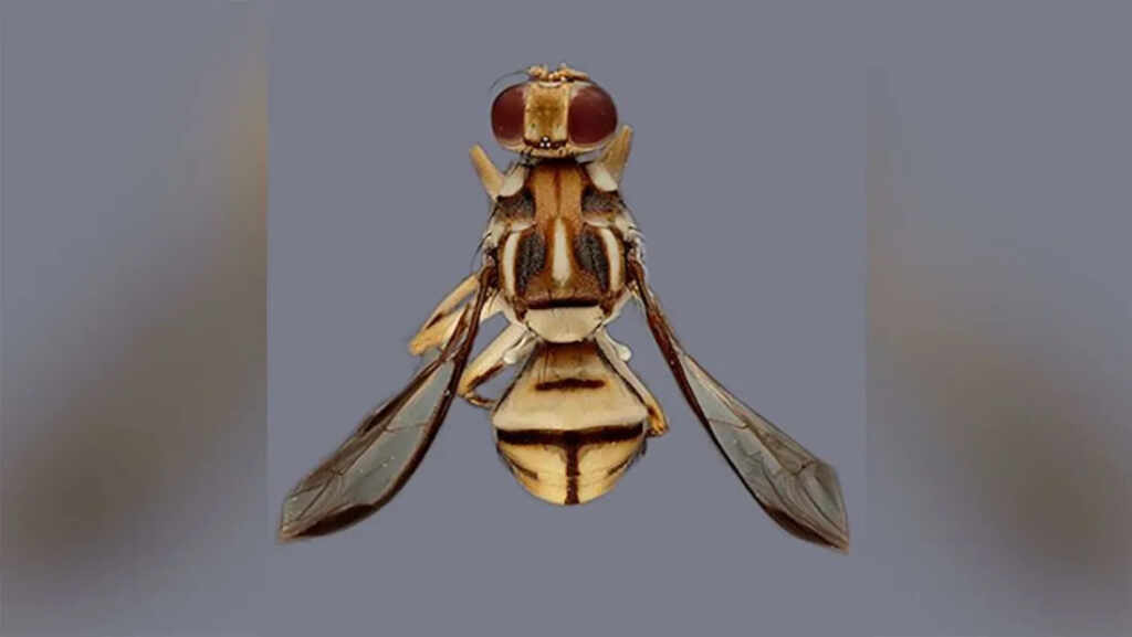 mosca de fruta Tau cuarentena california