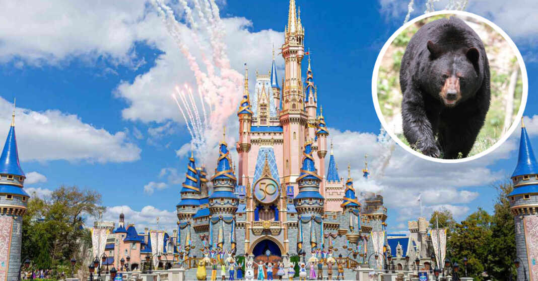 oso disney world