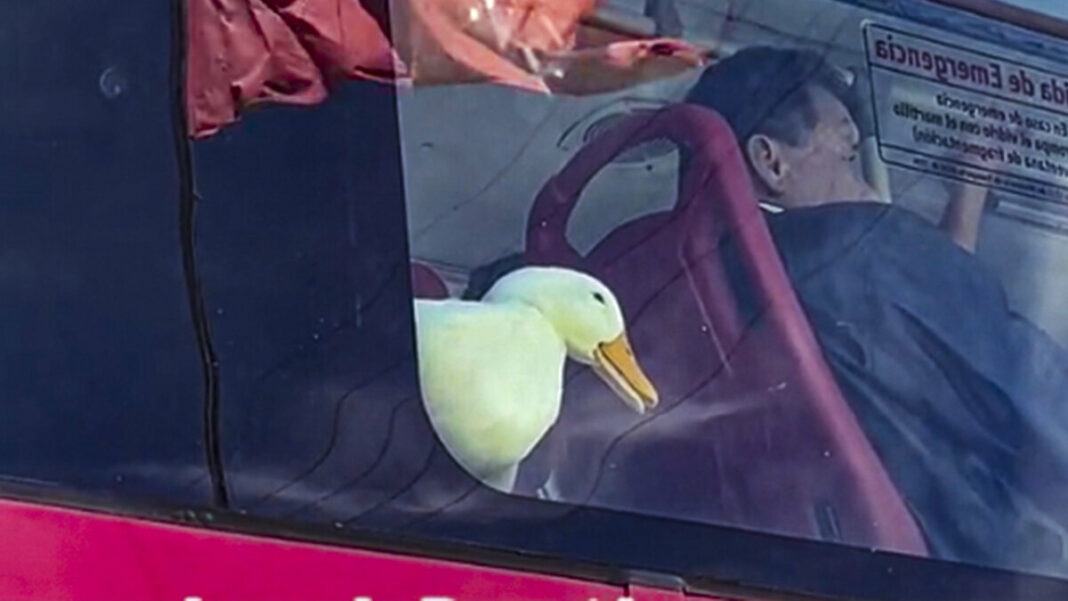 pato transmilenio