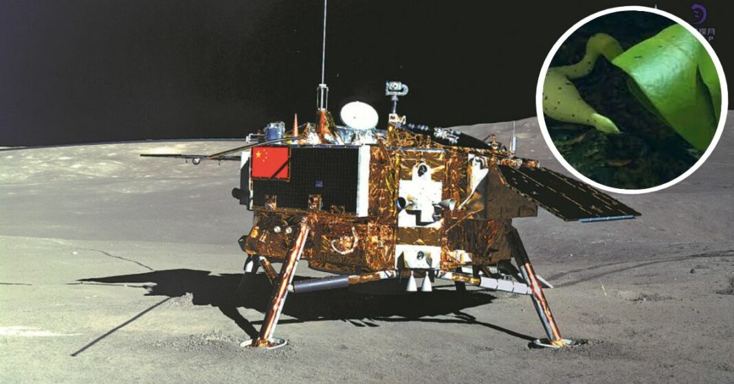 china instaló una granja en la luna para cultivar plantas en el espacio