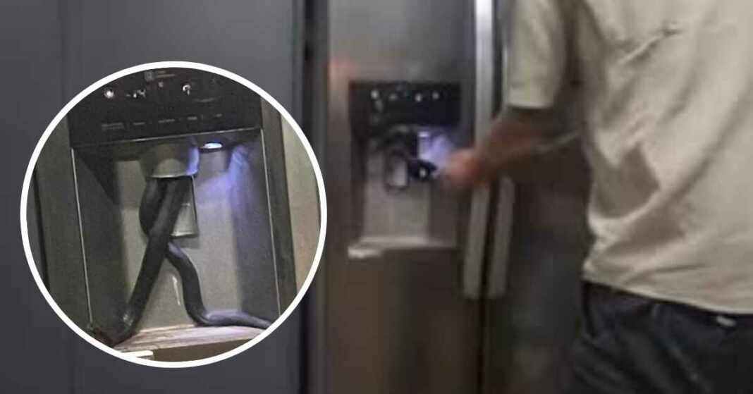 mujer encontró una serpiente en la nevera en australia