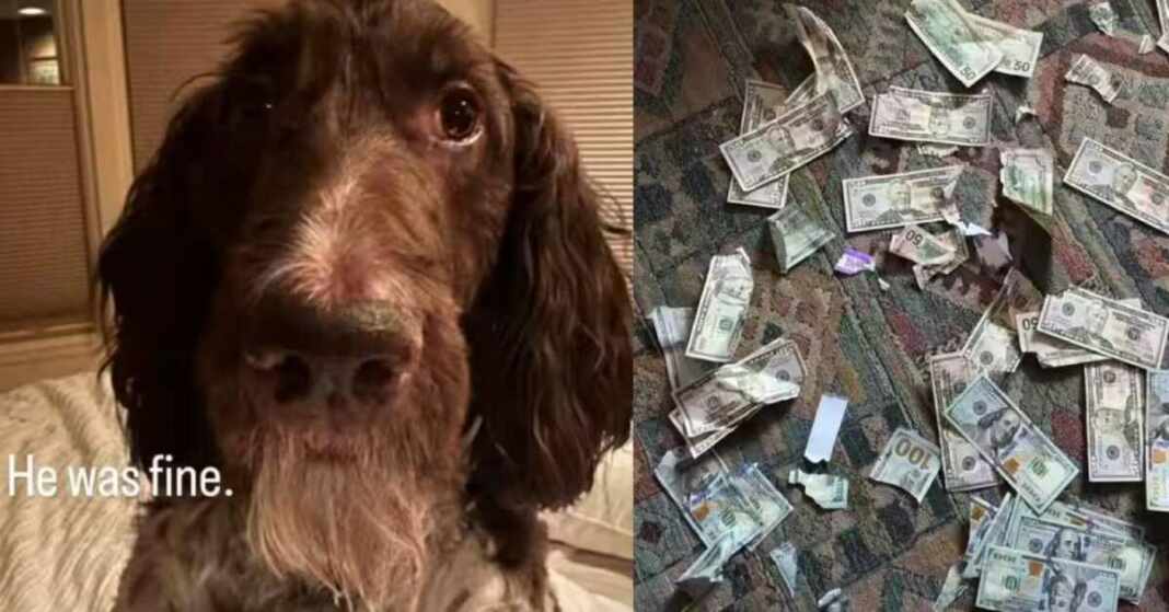 perro se comió $4.000 dólares y dejó a sus dueños sin ahorros