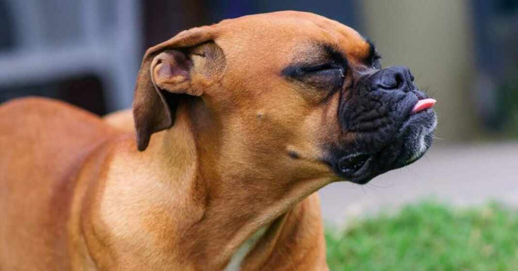 perros gruñones son más inteligentes