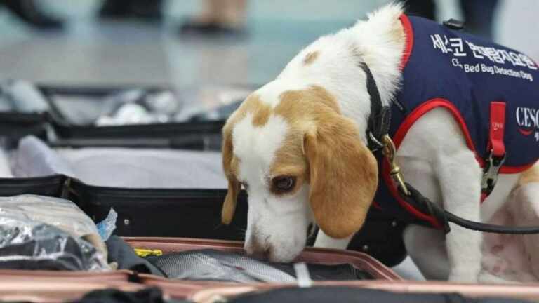 En Corea contrataron perros rastreadores de chinces para las personas que vienen de los juegos olímpicos   