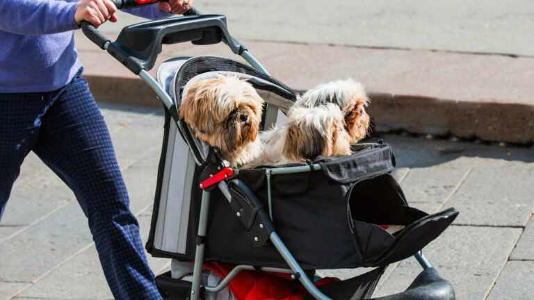 Ahora hay más coches para perros que de bebés en Corea