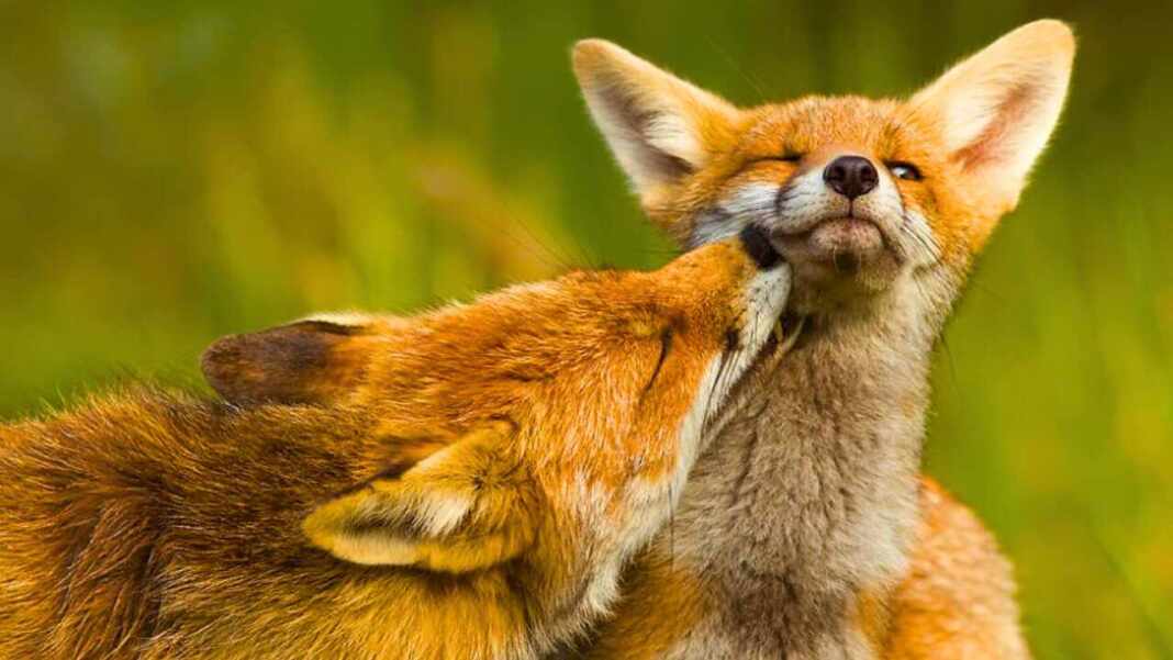 Las Zorras Al Perder A Su Pareja Rehacen Su Vida De Inmediato QPASA Las Zorras Al Perder A Su Pareja Rehacen Su Vida De Inmediato QPASA