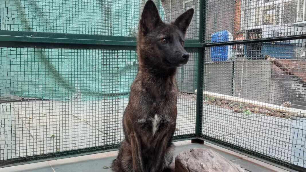 El primer híbrido conocido entre perro y zorro ha sido descubierto en Brasil