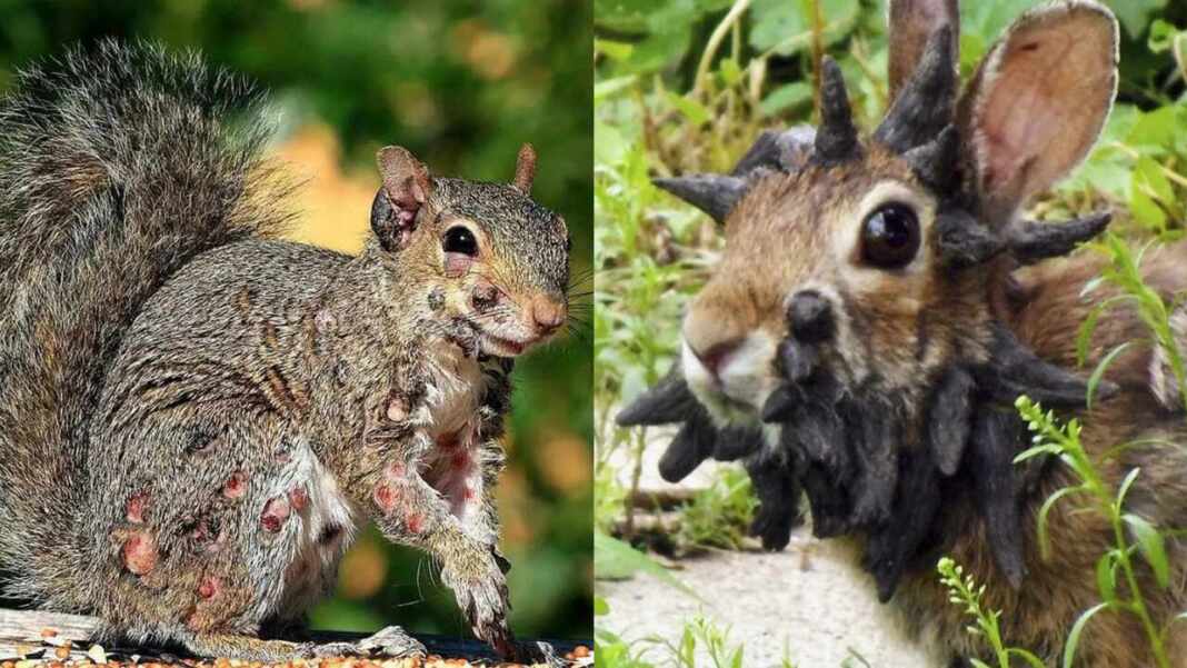 animales zombies