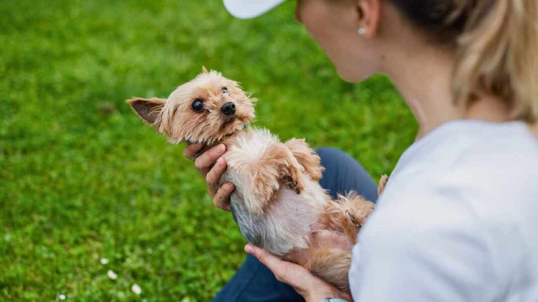 Los perros no reemplazan a los bebés