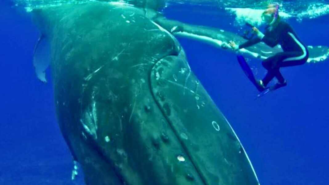 Ballena jorobada protegió por casi 10 minutos a una científica de un tiburón