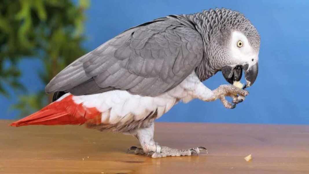 Este loro británico se perdió cuatro años y cuando volvió hablaba español