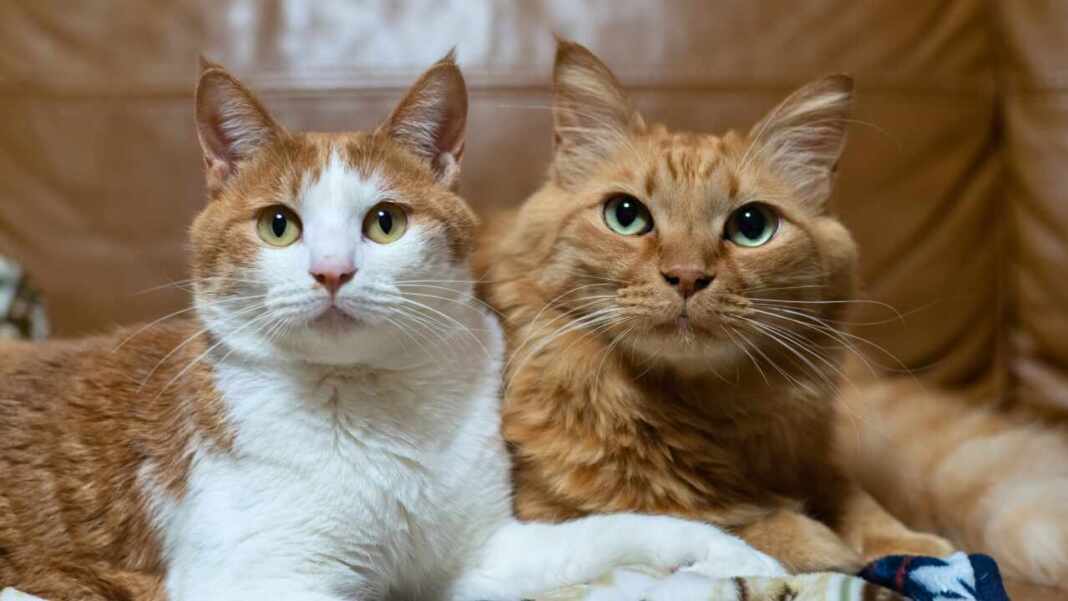 Un divorcio incluyó una “pensión felina” el exesposo pagará 330 dólares cada 3 meses por sus dos gatos
