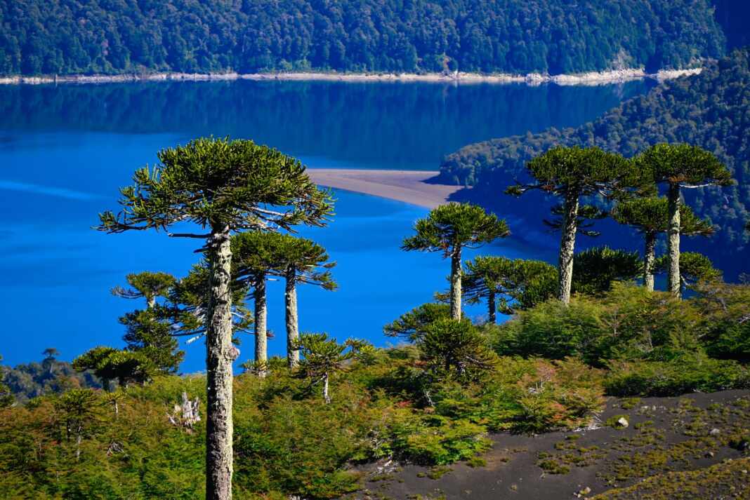 Araucarias junto a un lago en el Geoparque Kütralkura, en el sur de Chile