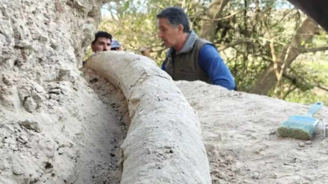 Paleontólogos trabajan sobre un colmillo de mastodonte fósil en una excavación