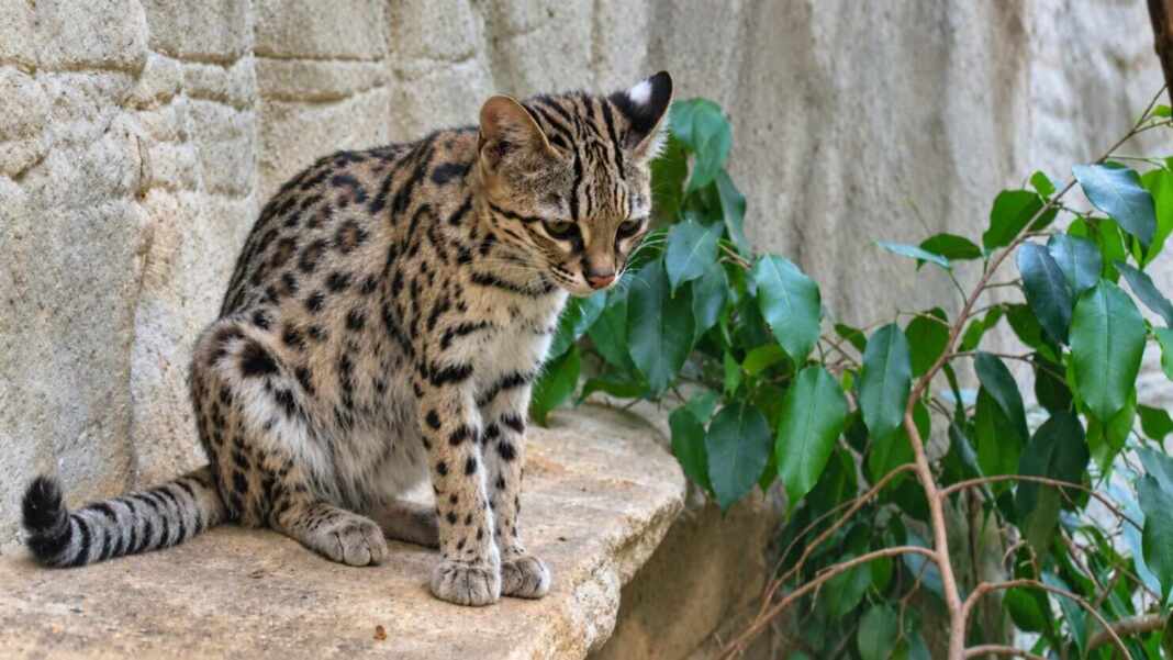 Un tigrillo, felino del mismo grupo que el gato tilcayo descubierto en Bolivia