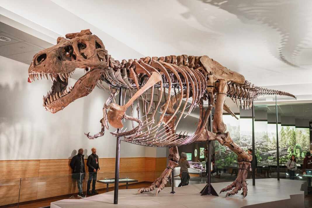 Esqueleto de un Tyrannosaurus rex en un museo, la especie a la que se atribuyen las huellas de T. rex halladas en Dakota del Norte