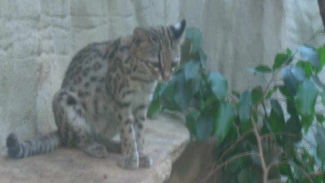 Un tigrillo, felino del mismo grupo que el gato tilcayo descubierto en Bolivia