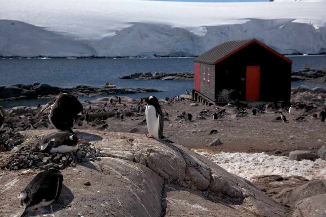 Pingüinos papúa junto a la base de Port Lockroy, donde un equipo se encarga de contar pingüinos