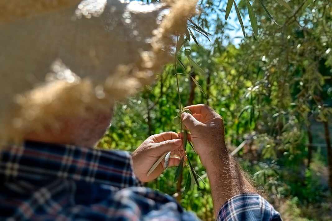Voluntarios en la cosecha de aceitunas con redes bajo los olivos en la Toscana