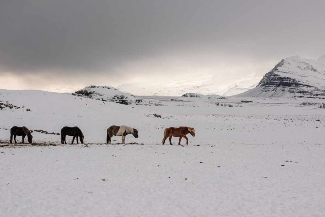 Caballos islandeses pastan en la nieve cerca de una granja de Islandia