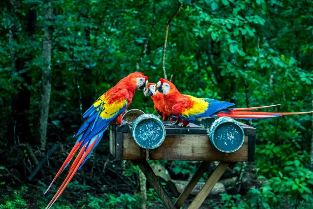Grupo de guacamayos en la Amazonía de Perú, en una collpa de Tambopata