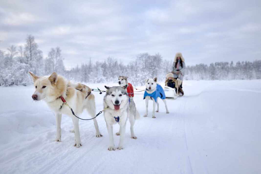Voluntarios junto a un equipo de huskies en la nieve en Finlandia. Imagen ilustrativa: Visit Rovaniemi.