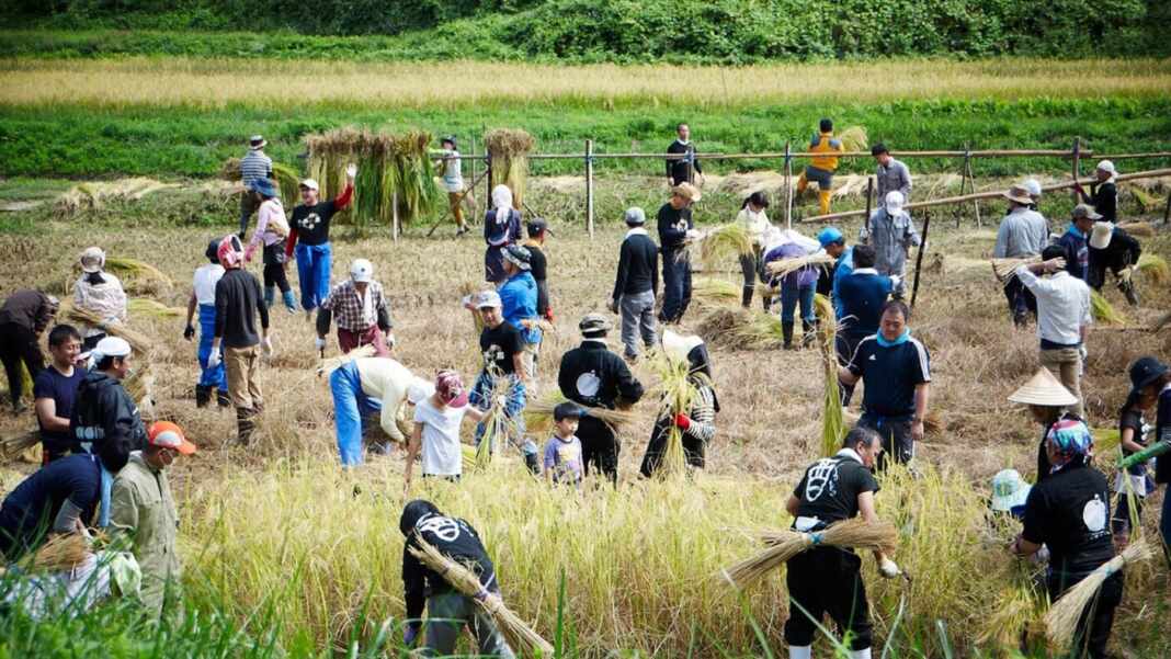 Voluntarios trabajando en un arrozal en Japón. Imagen ilustrativa, crédito: Patagonia Japón (patagonia.jp).