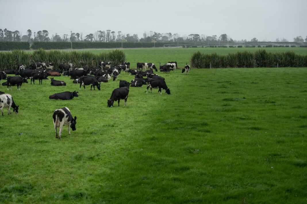 Vacas lecheras; el virus Shamonda afecta sobre todo al ganado vacuno