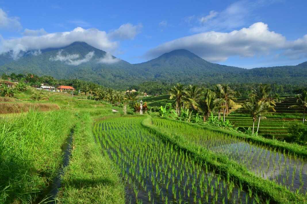 Terrazas de arroz de Jatiluwih en Bali, Indonesia