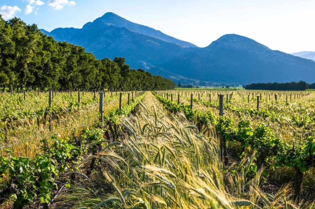 Viñedos frente a la cordillera, vivir gratis en Mendoza como voluntario