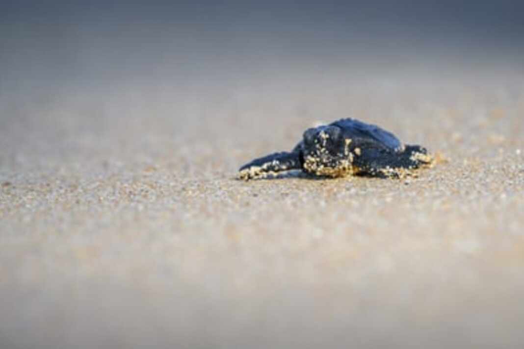 Cría de tortuga marina rumbo al mar, como las que protege el voluntariado con tortugas marinas en Costa Rica