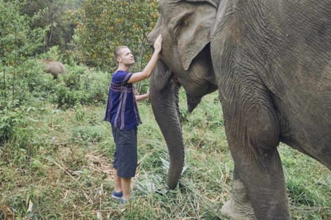 Voluntario junto a uno de los elefantes rescatados en un santuario de Chiang Mai, Tailandia